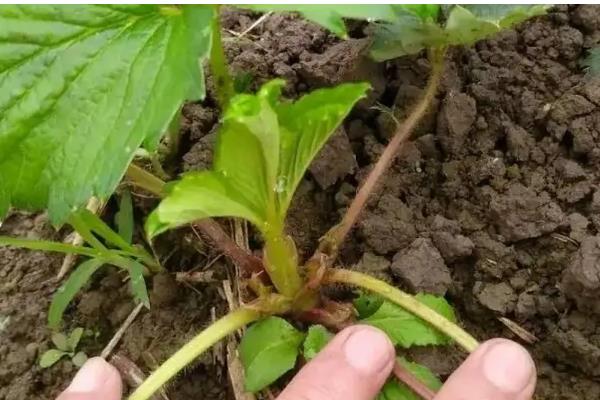 草莓灌根的方法，可选择在移栽10天后进行