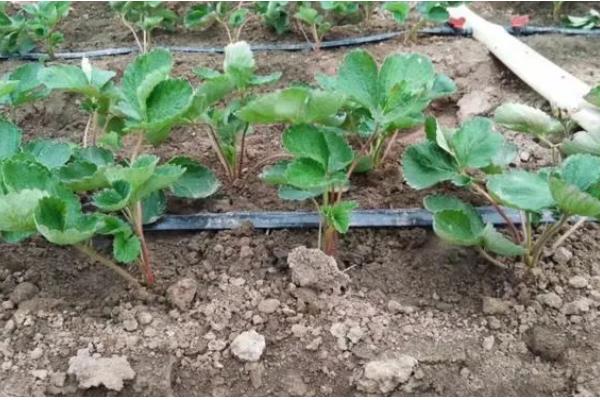 草莓灌根的方法，可选择在移栽10天后进行