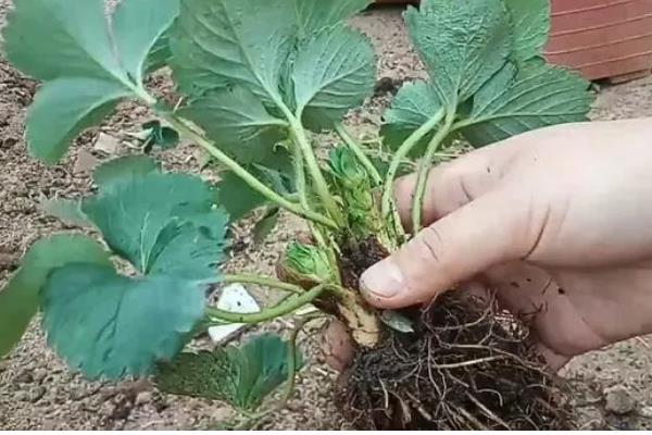 草莓灌根的方法，可选择在移栽10天后进行