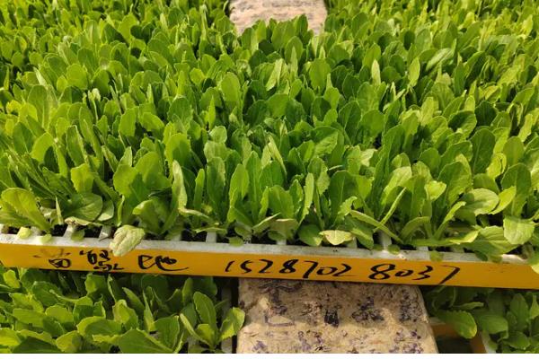 油麦菜如何选种，推荐四季香妃、四季油麦菜等