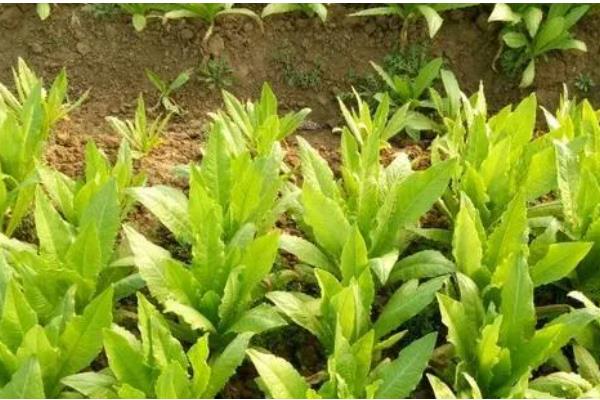 油麦菜如何选种，推荐四季香妃、四季油麦菜等