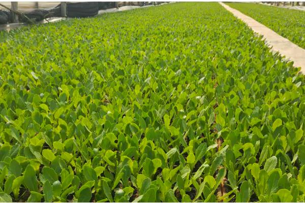 油麦菜如何选种，推荐四季香妃、四季油麦菜等