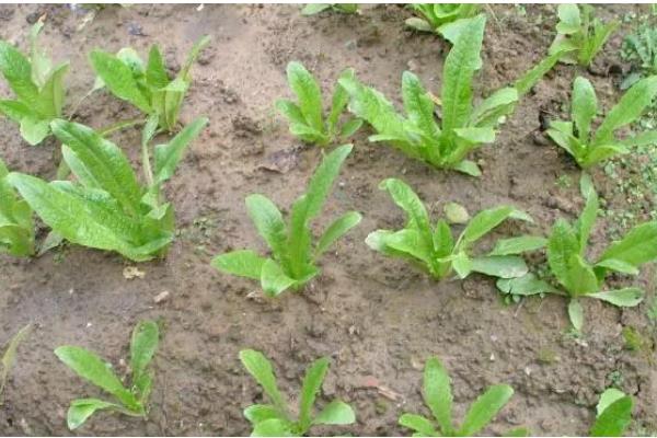 油麦菜如何选种，推荐四季香妃、四季油麦菜等