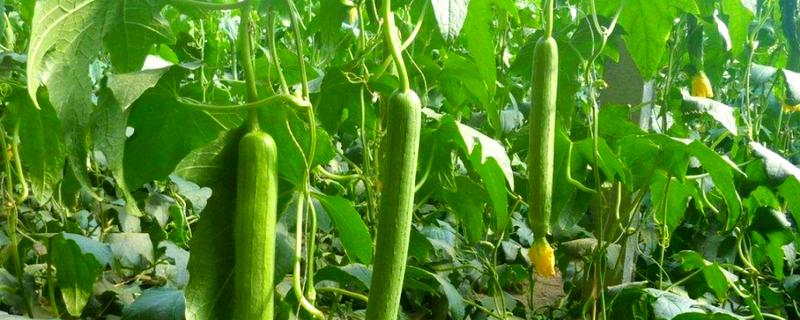 丝瓜怎么种植，每个穴内播种3-4粒