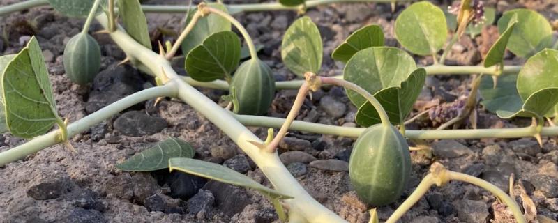 野西瓜简介，一般是指刺山柑