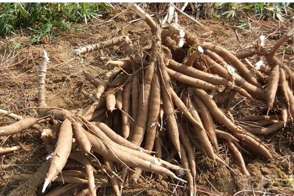 木薯有什么作用，具有食用、饲用、工业开发价值