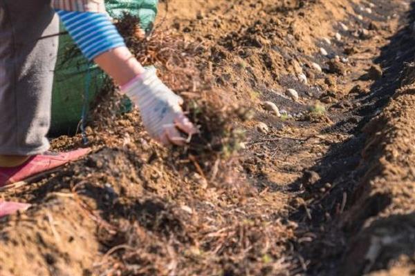 丝瓜怎么种植,每个穴内播种3-4粒