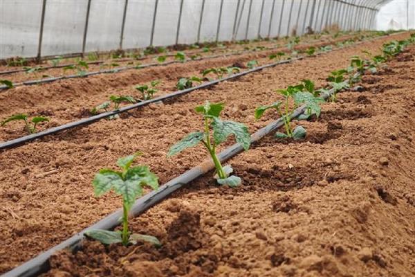 丝瓜怎么种植,每个穴内播种3-4粒