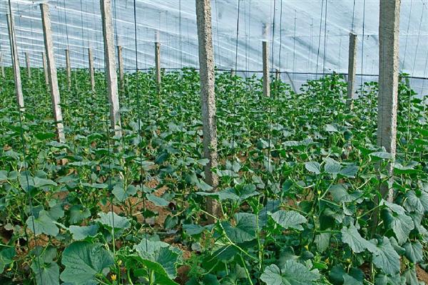 丝瓜怎么种植,每个穴内播种3-4粒