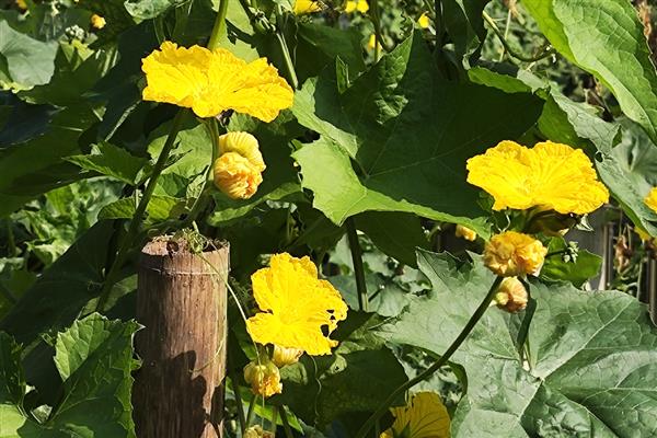 丝瓜怎么种植,每个穴内播种3-4粒