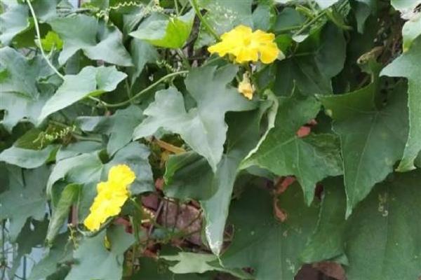 丝瓜怎么种植,每个穴内播种3-4粒