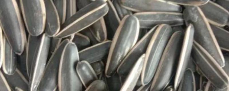 葵花籽怎么种植，可以在4月份左右的时候种