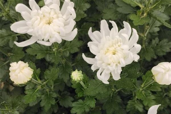 白菊花的寓意，寓意高尚纯洁、思念哀悼等