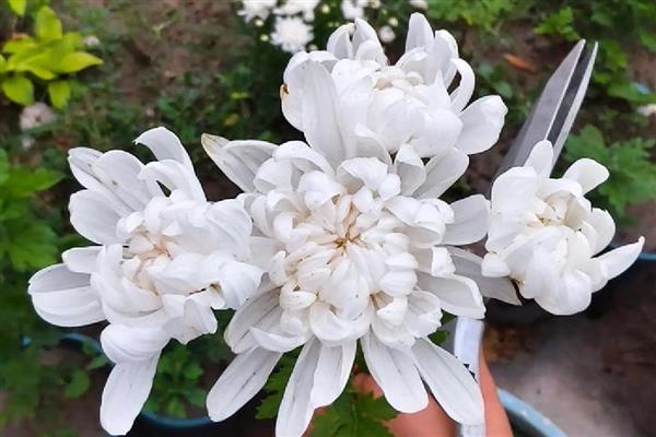 白菊花的寓意，寓意高尚纯洁、思念哀悼等