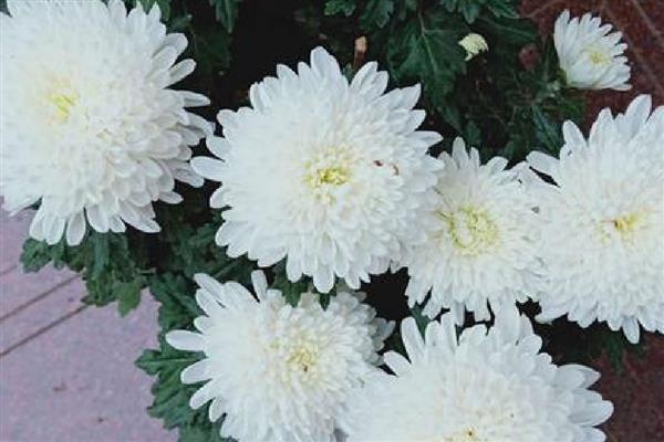 白菊花的寓意，寓意高尚纯洁、思念哀悼等