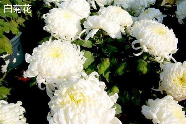 白菊花的寓意，寓意高尚纯洁、思念哀悼等