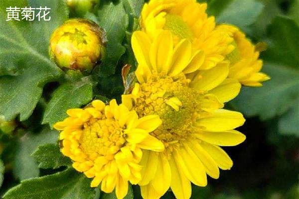 白菊花的寓意，寓意高尚纯洁、思念哀悼等