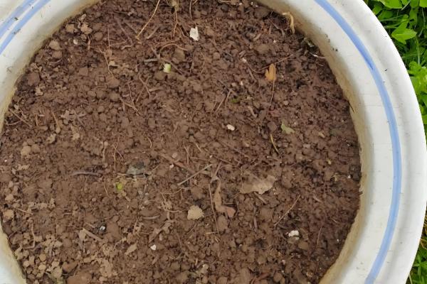 葵花籽怎么种植，可以在4月份左右的时候种