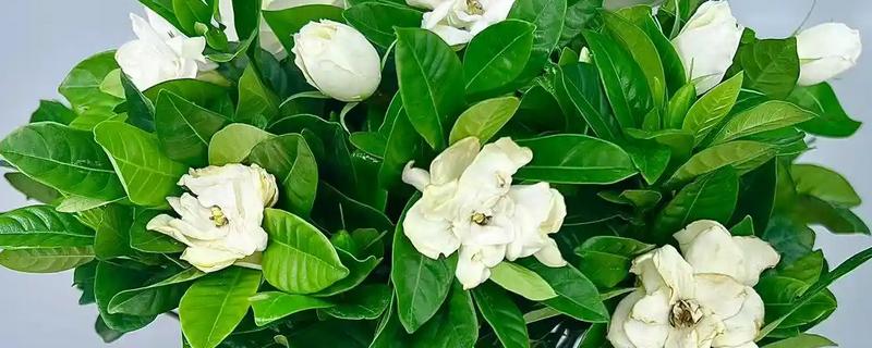 栀子花用哪种肥，生长期以稀薄的液肥为主