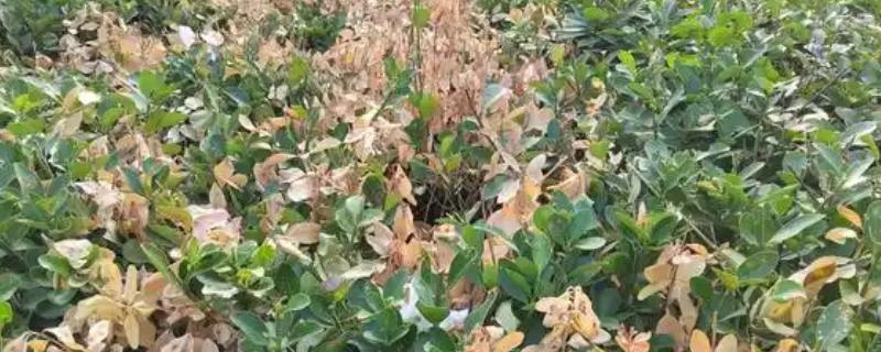 黄杨树叶子干枯如何处理，受到强光照射时要遮阴防晒