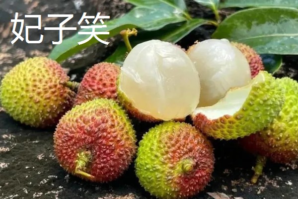 糯米糍与妃子笑的区别，其形状和颜色均不同