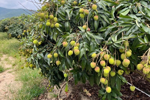 糯米糍与妃子笑的区别，其形状和颜色均不同