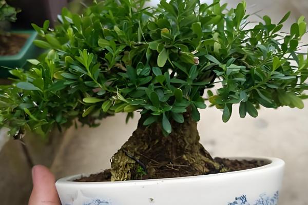 黄杨树叶子干枯如何处理，受到强光照射时要遮阴防晒