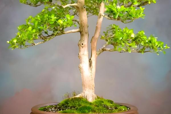 黄杨树叶子干枯如何处理，受到强光照射时要遮阴防晒