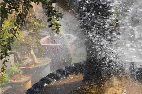 黄杨树叶子干枯如何处理，受到强光照射时要遮阴防晒