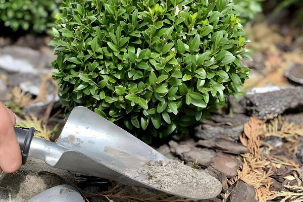 黄杨树叶子干枯如何处理，受到强光照射时要遮阴防晒