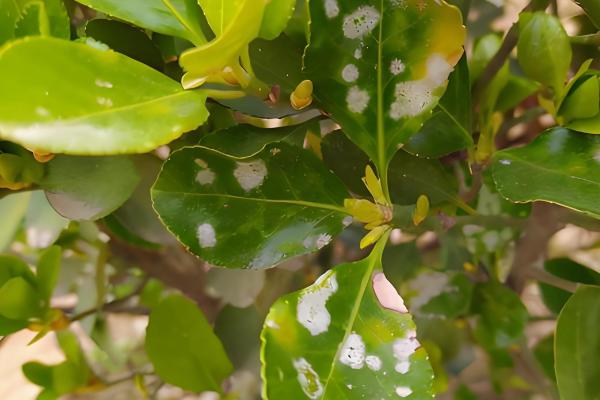 黄杨树叶子干枯如何处理，受到强光照射时要遮阴防晒