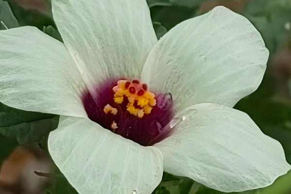 野西瓜简介,一般是指刺山柑