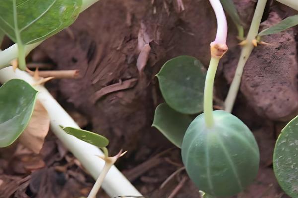 野西瓜简介,一般是指刺山柑