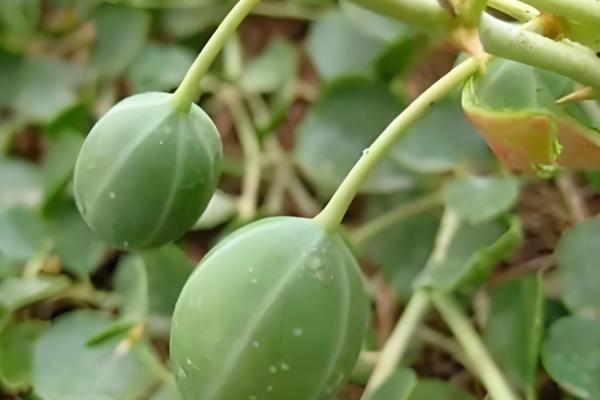 野西瓜简介,一般是指刺山柑