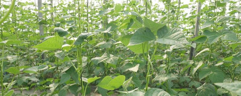 芸豆什么时候种植，在春秋季节种植可以提高成活率