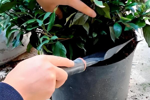 栀子花用哪种肥，生长期以稀薄的液肥为主