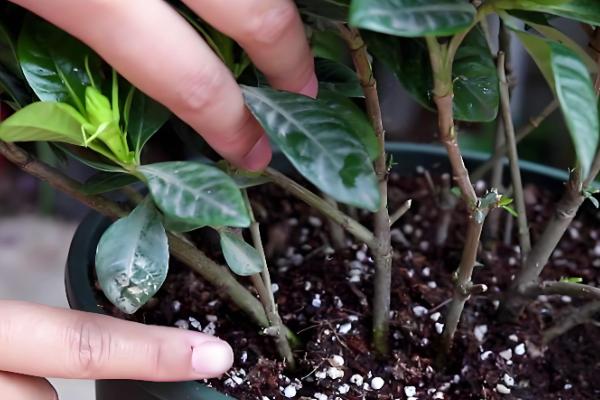 栀子花用哪种肥，生长期以稀薄的液肥为主