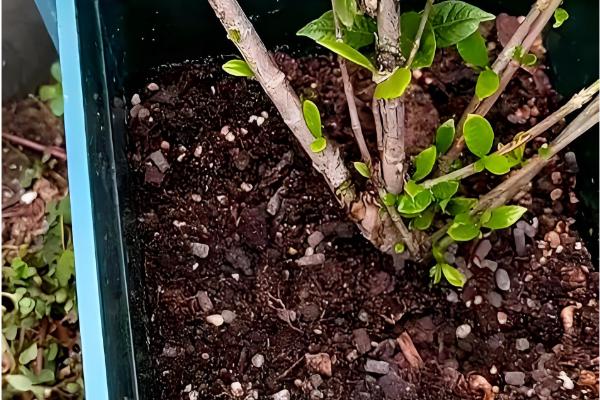 栀子花用哪种肥，生长期以稀薄的液肥为主