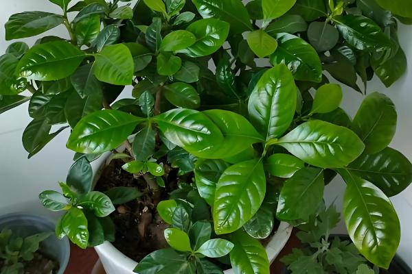 栀子花用哪种肥，生长期以稀薄的液肥为主