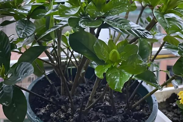 栀子花用哪种肥，生长期以稀薄的液肥为主