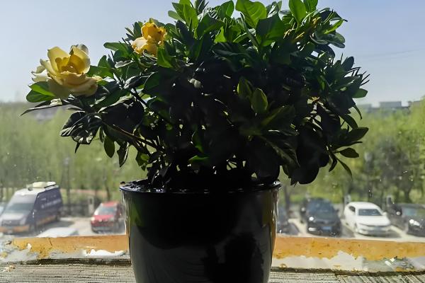 栀子花用哪种肥，生长期以稀薄的液肥为主