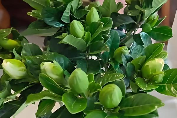 栀子花用哪种肥，生长期以稀薄的液肥为主