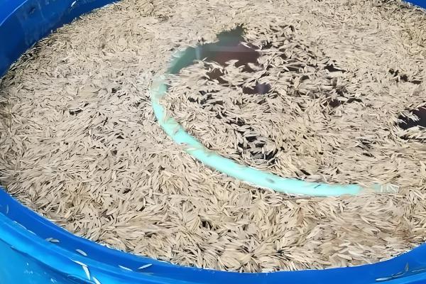 咪鲜胺可以防治什么病，对水稻恶苗病、稻瘟病等病害具有防效