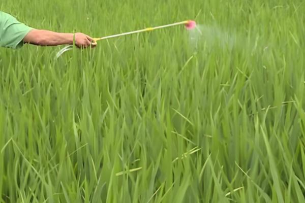 咪鲜胺可以防治什么病，对水稻恶苗病、稻瘟病等病害具有防效