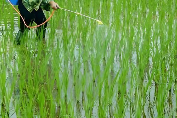 咪鲜胺可以防治什么病，对水稻恶苗病、稻瘟病等病害具有防效