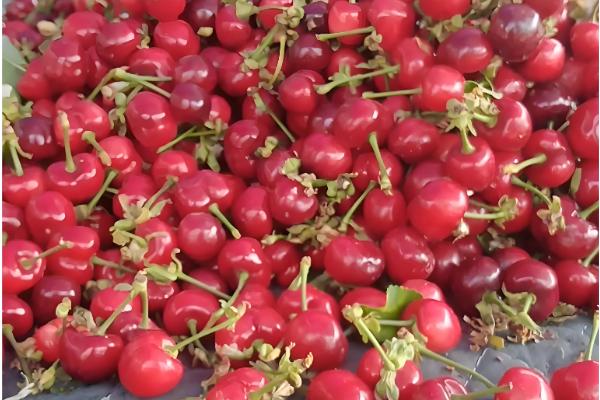 咪鲜胺可以防治什么病，对水稻恶苗病、稻瘟病等病害具有防效