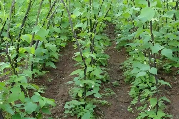芸豆什么时候种植，在春秋季节种植可以提高成活率