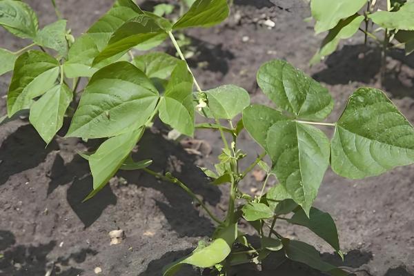 芸豆什么时候种植，在春秋季节种植可以提高成活率