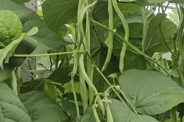 芸豆什么时候种植，在春秋季节种植可以提高成活率