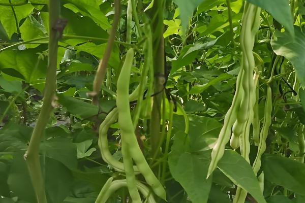 芸豆什么时候种植，在春秋季节种植可以提高成活率